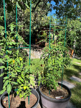 G-LEAF 6 Pack 5ft Tomato Cage for Garden Plant Support, Garden Stakes Tomato Cage, Tomato Cages Plant Stakes for Climbing Plants