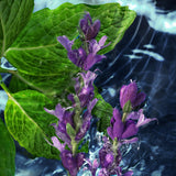 Davidoff Cool Water Man Eau de Toilette 1.35 fl oz