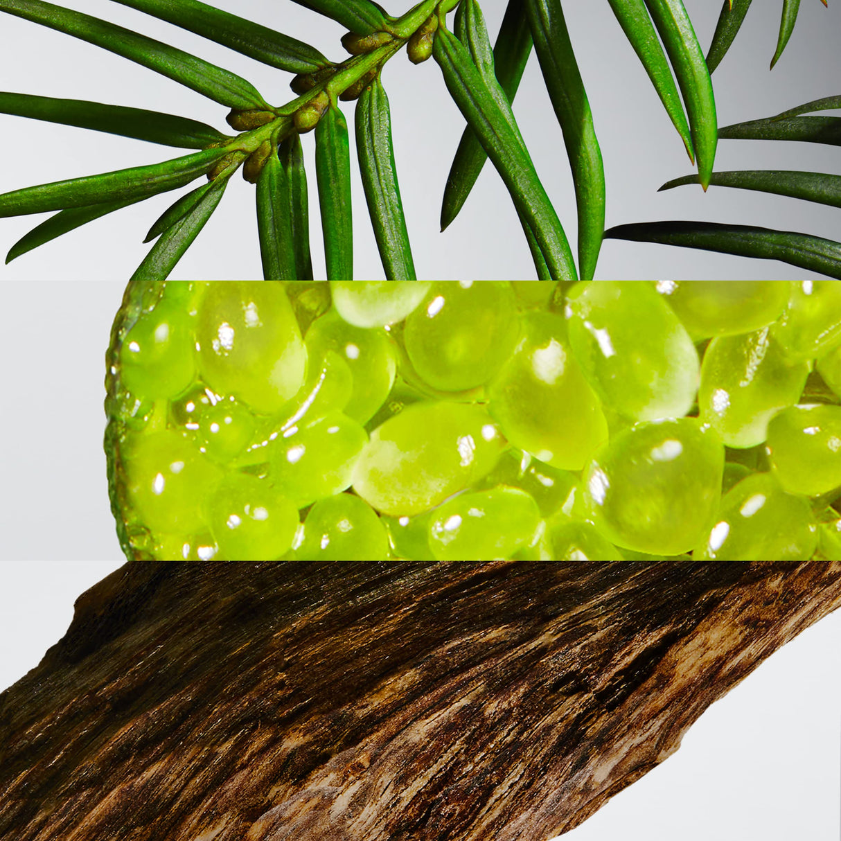 LACOSTE L.12.12 Blanc Eau De Parfum for Men - Father's Day Gift