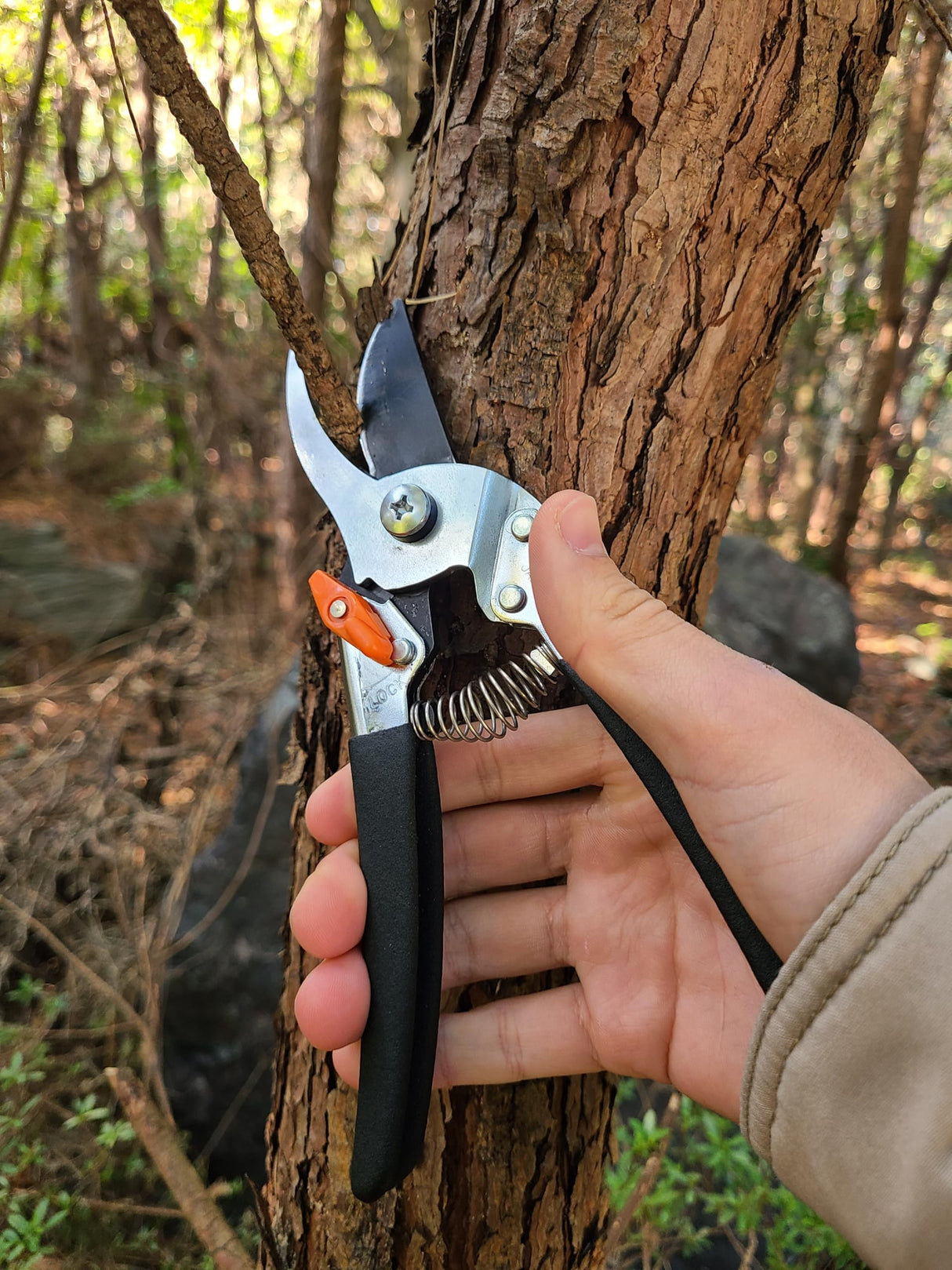 Saboten Japanese Pruning Shears 7.9" – Professional Bypass Garden Clippers, Made in Japan, Sharp Carbon Steel Blade with Sap-Resistant Fluorine Coating, Cuts up to 3/4 in (20 mm) (Straight)