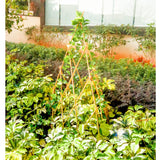 4ft Expandable Bamboo Teepee Trellis for Climbing Plants, Self-Standing Natural Bamboo Trellis for Plant Support, Folding Garden Trellis for Vines Flowers Vegetable Indoor Outdoor