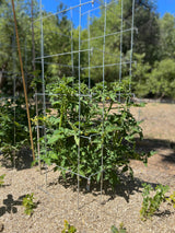 Happy Trees Large Heavy Duty Tomato Cages - Support Trellis for Climbing Vegetables and Plants - 18" x 18" x 58" - Thick Gauge Galvanized Steel, Collapsible Easy Storage, 3-Pack, Made in USA