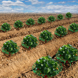 Iceyyyy 10 Pack Strawberry Plant Stand Supports-Strawberry Plant Support Stand Rack with 4 Support Feets-Growing Frame Holder Cage to Keep Berries Clean and Prevent Rot