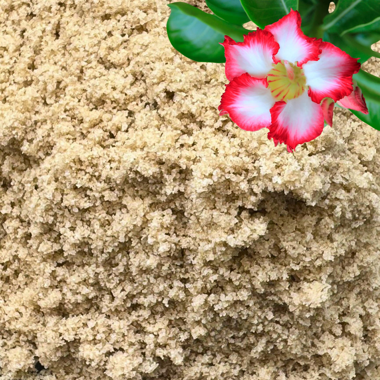 GARDENWISE Fine Sand for Plants – Horticultural Sand for Succulents, Cactus, Potting Mixes, Terrariums & Decorative Indoor Gardens, Made in USA (3 quarts - 8.4 lbs)
