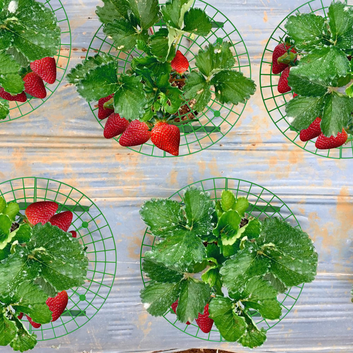 10 Pack Strawberry Plant Support, Large Size Strawberry Growing Racks