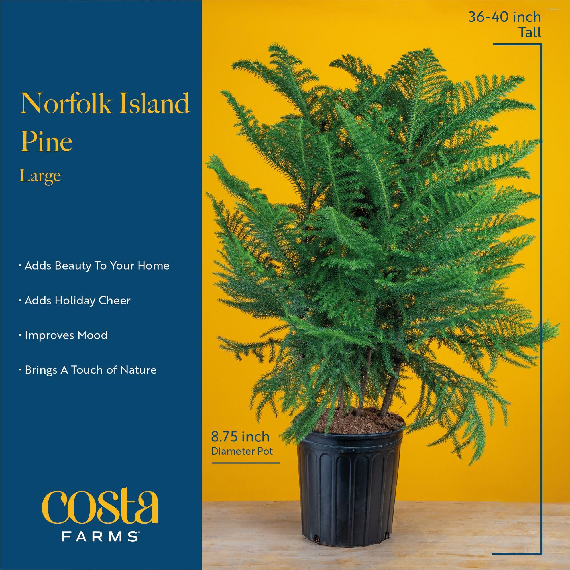 Costa Farms Norfolk Island Pine Tree - Thumbnail 2