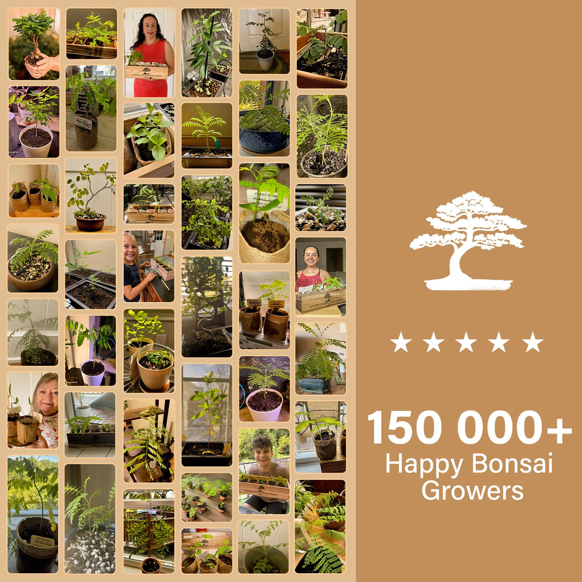 Avergo Bonsai Starter Kit – Growing Jacaranda Bonzai Tree