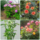 Peony Cages and Supports, 31.5"H x 12.6"D Plant Supports for Outdoor Plants
