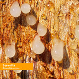 Herb Pharm Certified Organic Boswellia Liquid Extract for Joint Support, 1 Fl Oz