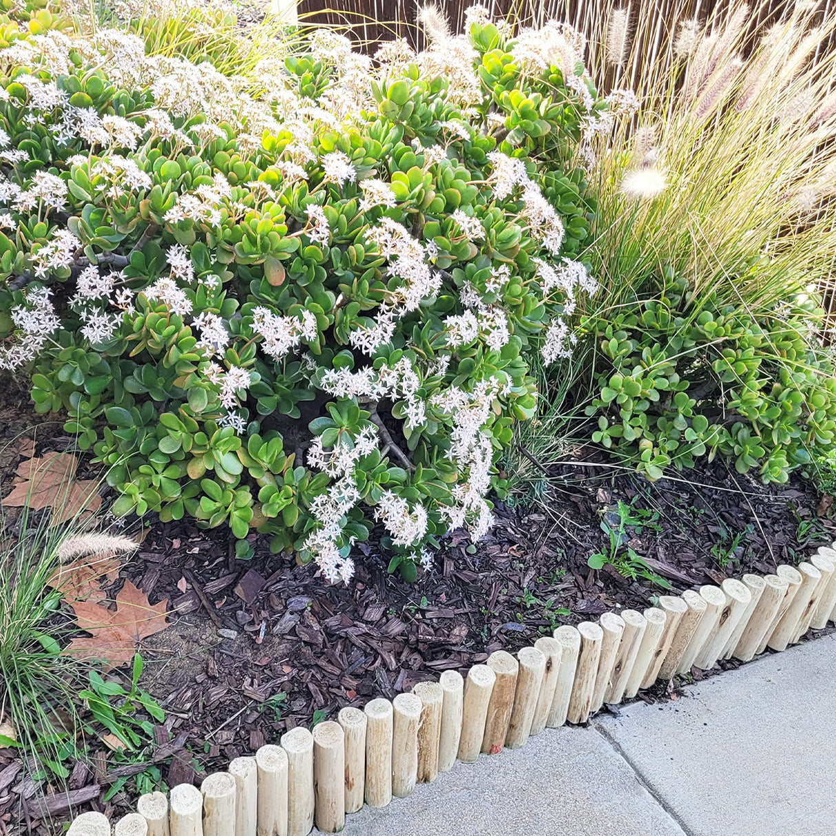 FOREVER BAMBOO Natural Eucalyptus Wood Solid Log for Garden Edging Lawn Landscape Fence Borders 72 in L x 6 in H x 1.25 in D