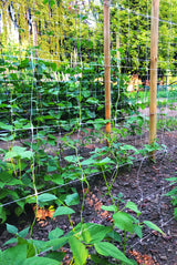 Tenax 100522970 Hortonova Plant Trellis Net, 6.5' x 50'/ 79" x 50', White