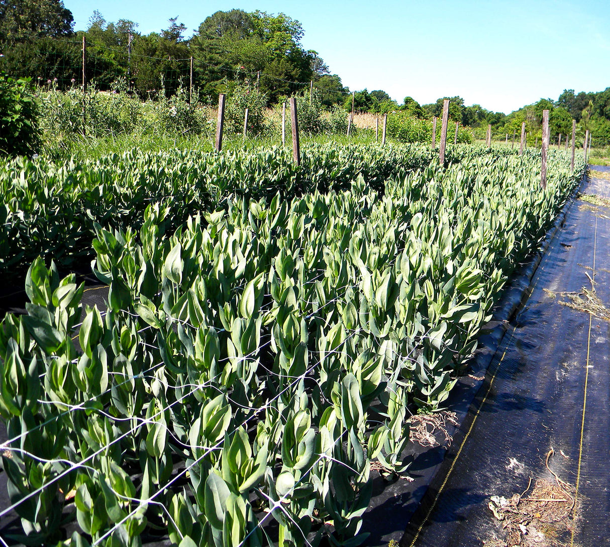 Tenax 2A150060 Hortonova Plant Trellis Net 48" x 100' White