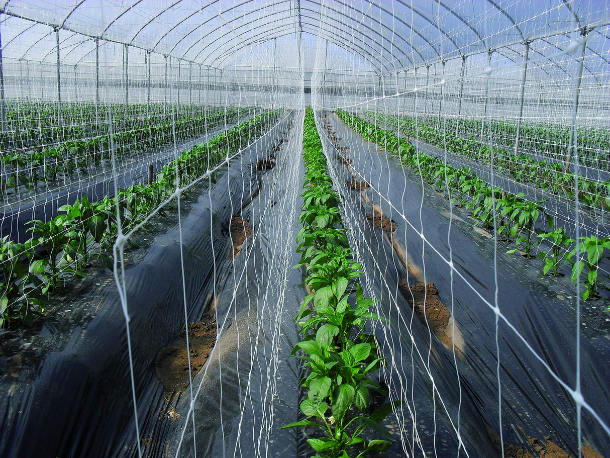 Tenax 100522970 Hortonova Plant Trellis Net, 6.5' x 50'/ 79" x 50', White