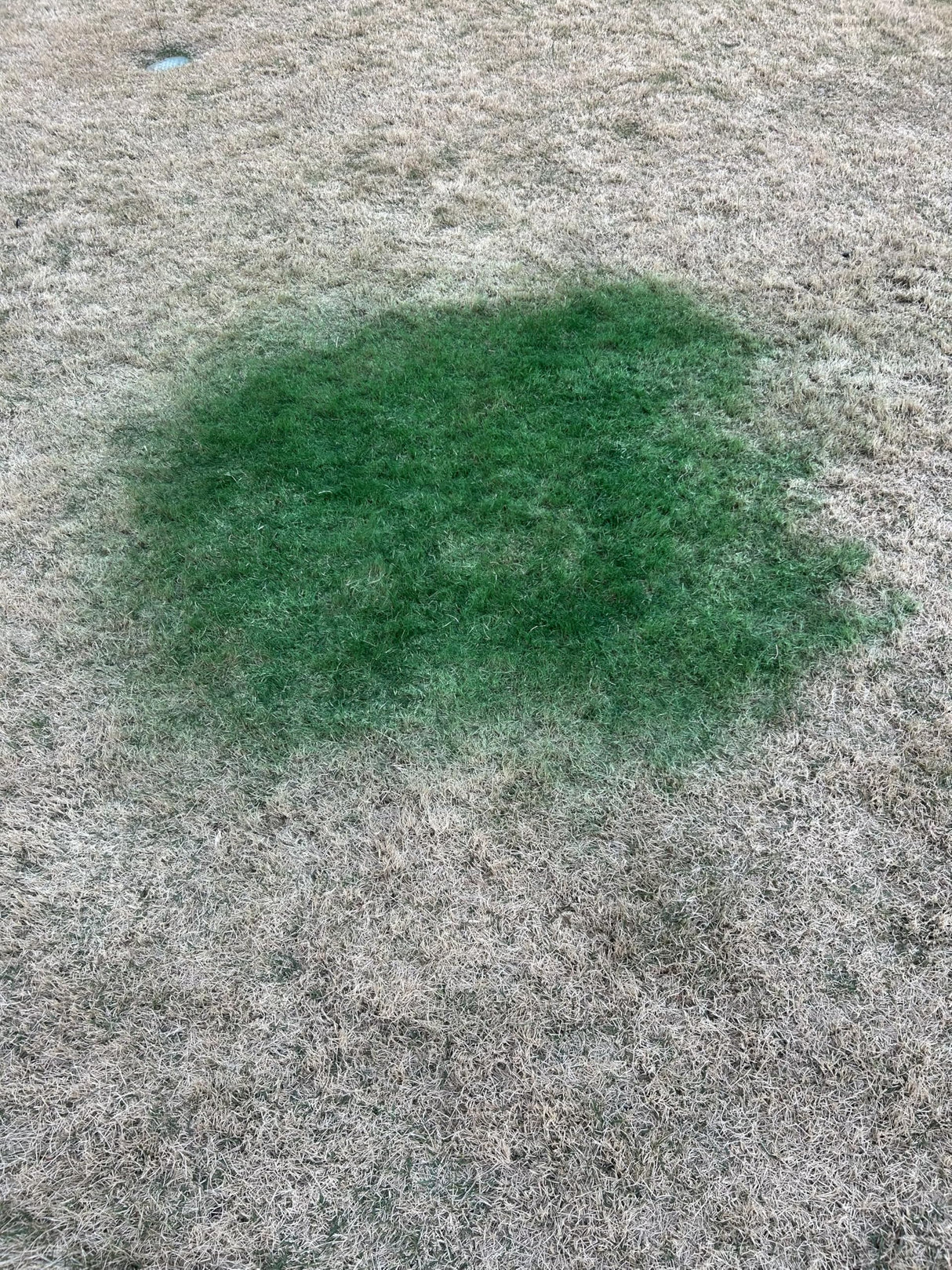 EcoColorants Pre-Mixed and Ready-To Use Grass Paint One Gallon Comes With Sprayer: No Mixing, Ready to Spray Product, Time to get Your Grass Looking Green Again, Revive Your Lawn! Get rid of Dog Spots, Renew Shrubs