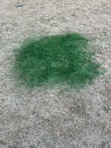 EcoColorants Pre-Mixed and Ready-To Use Grass Paint One Gallon Comes With Sprayer: No Mixing, Ready to Spray Product, Time to get Your Grass Looking Green Again, Revive Your Lawn! Get rid of Dog Spots, Renew Shrubs