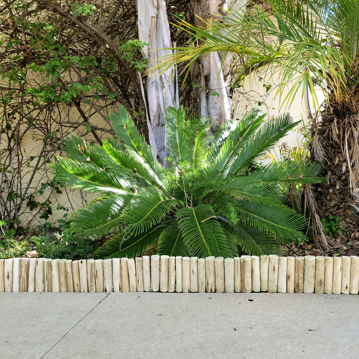 FOREVER BAMBOO Natural Eucalyptus Wood Solid Log for Garden Edging Lawn Landscape Fence Borders 72 in L x 6 in H x 1.25 in D
