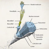 Havelock Wool Insulation for Vans
