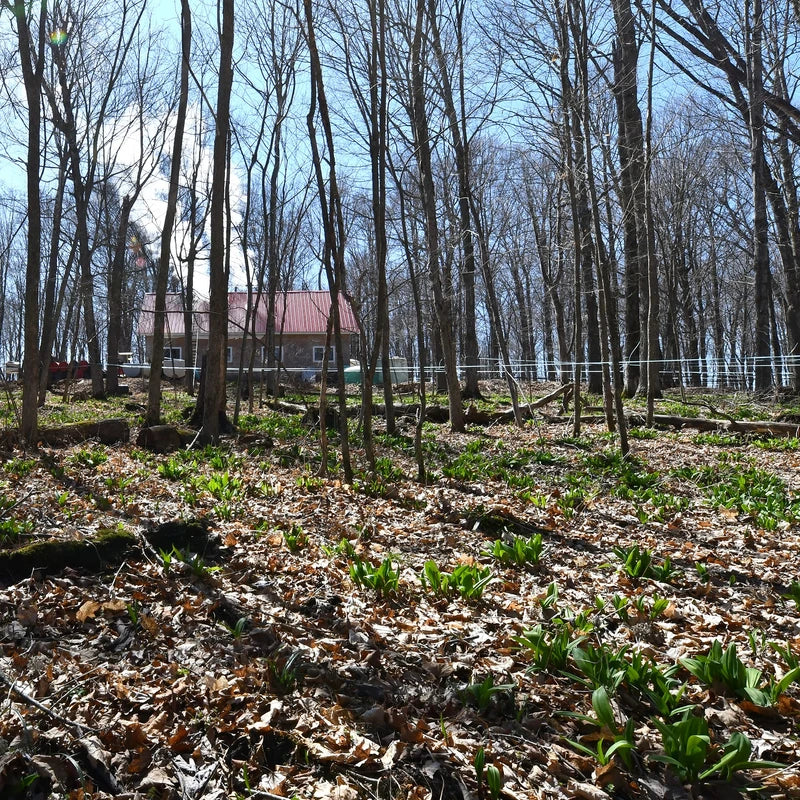 Maple Valley Maple Valley 10 Day Organic Master Cleanse Lemonade Detox/Kit with Peter Glickman Master Cleanse Coach Book