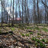 Maple Valley Maple Valley 10 Day Organic Master Cleanse Lemonade Detox/Kit with Peter Glickman Master Cleanse Coach Book