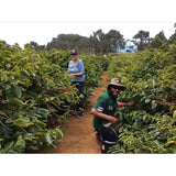 St Helena Island Coffee Roasted Ground 125g Rosemary Gate Estate Pure Green Tipped Bourbon Arabica Bean Coffee Remote Hand Picked Artisanal Genuine Saint Helena Island Product South Atlantic