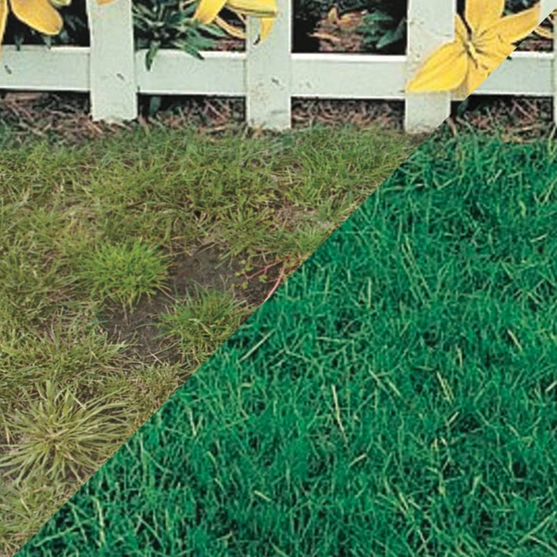 Canada Green Grass Lawn Seed-4 Lbs. Bag