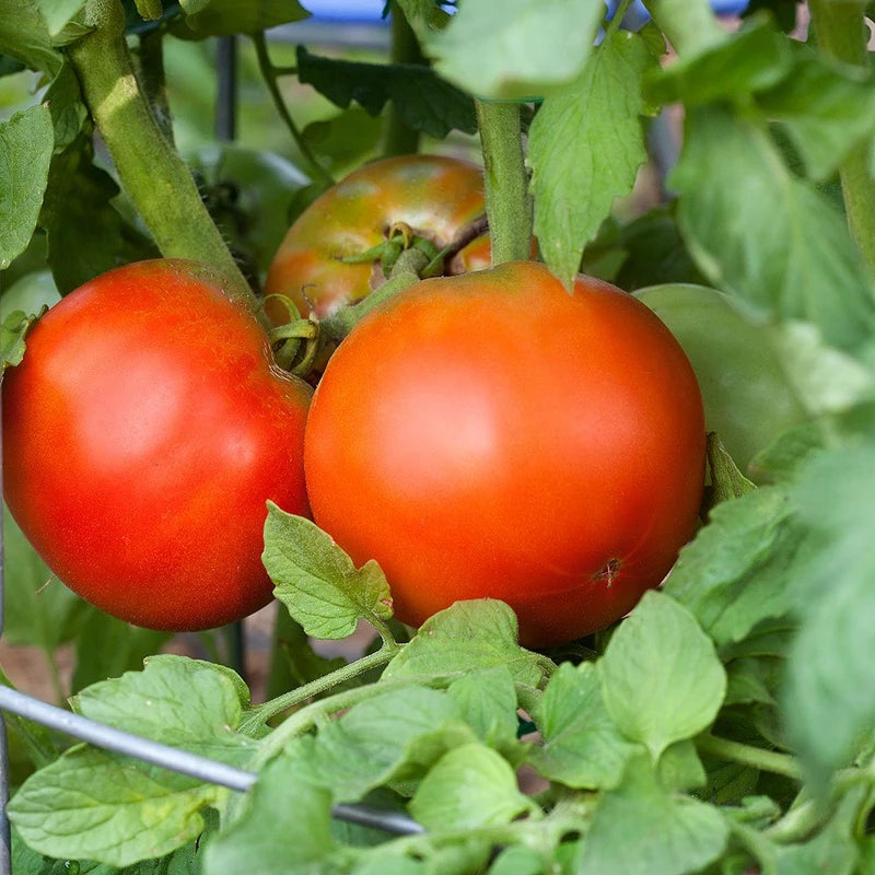 Bonnie Plants Bonnie Original Tomato Live Vegetable Plants - 4 Pack, Disease Resistant, 6 - 8 oz. Fruit Size, Great for Slicing