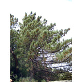 Coulter Pine | Small Tree Seedling | The Jonsteen Company