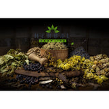 Blackcurrant Leaf Tea Infusion 50g - Ribes Nigrum Black Currant - Herbal Remedies by J. - Czarna porzeczka lisc