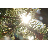 Grand Canyon Silver New Mexico Piñon, Pinon Pine Nuts, 2024 Harvest, 8oz ~ Roasted & Salted