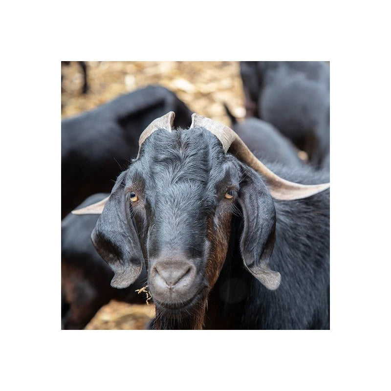 2 packs of 200g black goat extract powder / 흑염소진액 추출분말 200g 2통