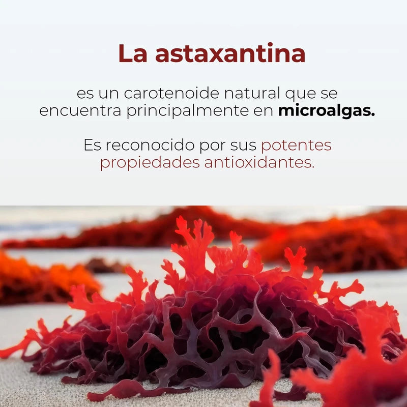 ASTAXANTINA | Astaxantina con Aceite de Coco Fraccionado MCT Oil | 90 Cápsulas Softgels de 700mg | Potente Antioxidante Carotenoide Natural Premium | Keto Friendly | Maklen