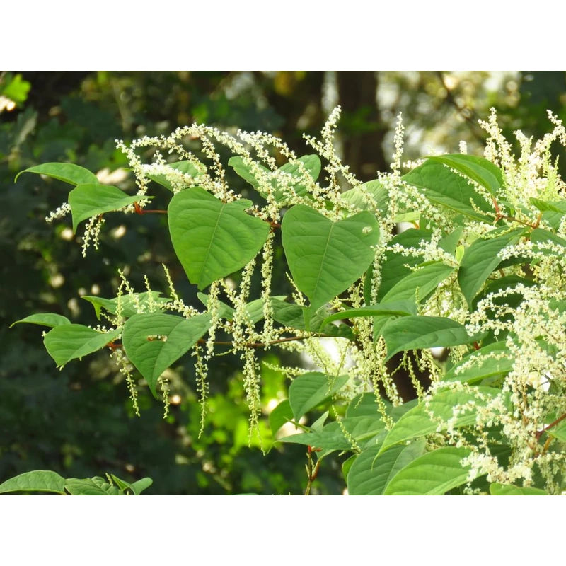 Lowhill Valley Japanese Knotweed Root Herbal Tea - Embrace Natural Balance and Vitality – 100% Pure Organically Grown Knotweed Root – No Additives or Preservatives – 100g