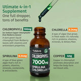 (2 Pack) Vegan Chlorophyll Liquid Drops 7000mg for Immune Support, Energy, Gut & Skin Health, 4-in-1 Liquid Chlorophyll Drops - 100mg, Spirulina, Chlorella, & Copper - Internal Deodorant, 4 Fl Oz