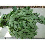 Unbranded Guatemalan HIERBA MORA, Vegetable, Quelite, Quilete, Mora, 100+ SEMILLAS, SEEDS