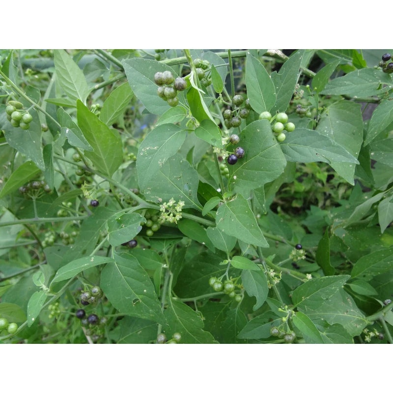 Unbranded Guatemalan HIERBA MORA, Vegetable, Quelite, Quilete, Mora, 100+ SEMILLAS, SEEDS