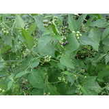 Unbranded Guatemalan HIERBA MORA, Vegetable, Quelite, Quilete, Mora, 100+ SEMILLAS, SEEDS