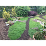 CREEPING ELFIN THYME 5,000 CREEPING ELFIN THYME SEEDS FOR GRASS REPLACEMENT, ROCK GARDENS, ETC.