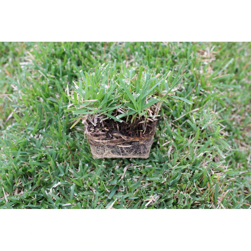 Samson Botanicals El Toro Zoysia Sod Plugs 18 Pack | Samson Botanicals Sod Plugs | Drought-Tolerant | Shade Tolerant | 3 X 3 Grass Plug