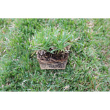 Samson Botanicals El Toro Zoysia Sod Plugs 18 Pack | Samson Botanicals Sod Plugs | Drought-Tolerant | Shade Tolerant | 3 X 3 Grass Plug
