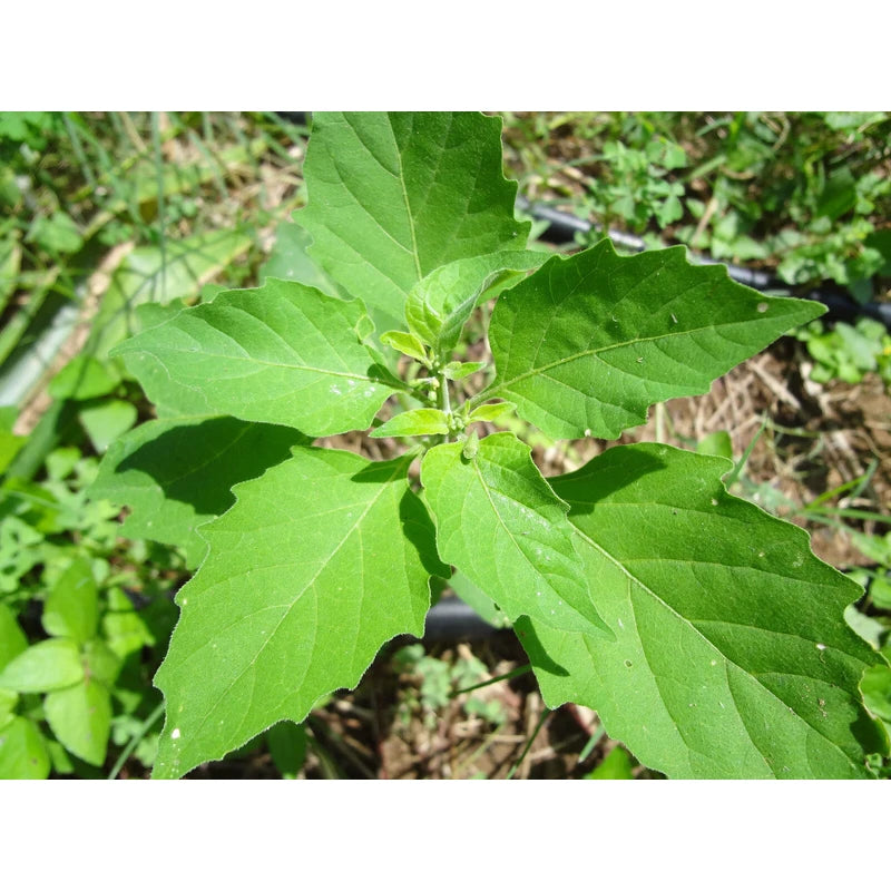 Unbranded Guatemalan HIERBA MORA, Vegetable, Quelite, Quilete, Mora, 100+ SEMILLAS, SEEDS