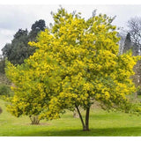Acacia decurrens dealbata (Silver Acacia) Tree Seed, Warm, Honey, iris-Like Scent, You Choose The Quantity (1 Pack)