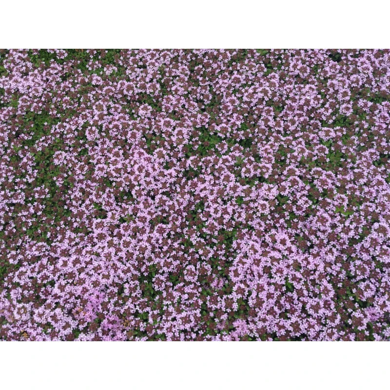 CREEPING ELFIN THYME 5,000 CREEPING ELFIN THYME SEEDS FOR GRASS REPLACEMENT, ROCK GARDENS, ETC.