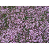 CREEPING ELFIN THYME 5,000 CREEPING ELFIN THYME SEEDS FOR GRASS REPLACEMENT, ROCK GARDENS, ETC.