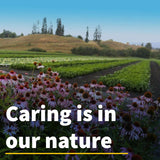 Natural Factors, Berberine LipoMicel Matrix, 500mg, 90 Weichkapseln, hochdosiert, Laborgeprüft, Sojafrei, Glutenfrei, Ohne Gentechnik