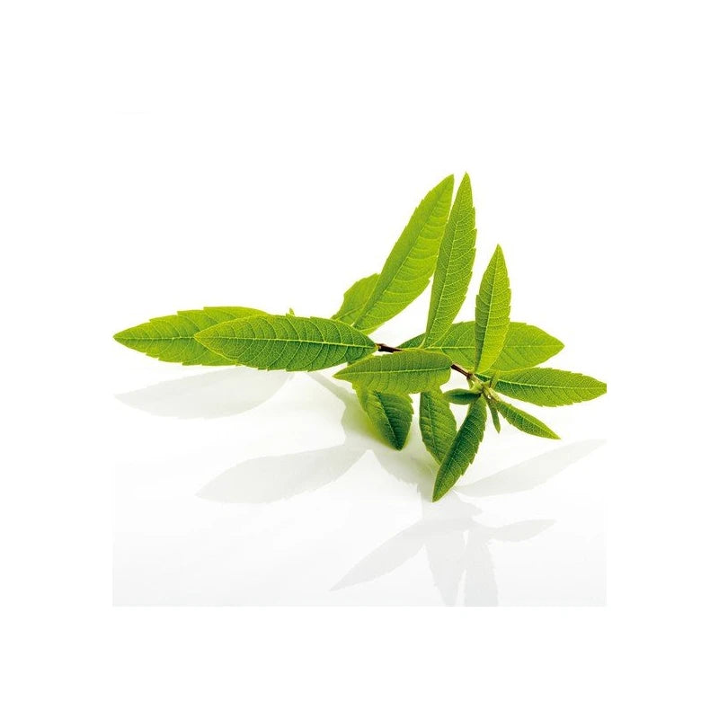 Lemon verbena extract complex tablets, 120 tablets (1 box) / 레몬버베나 추출물 복합정 120정 1통