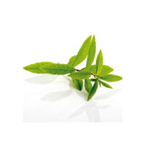 Lemon verbena extract complex tablets, 120 tablets (1 box) / 레몬버베나 추출물 복합정 120정 1통