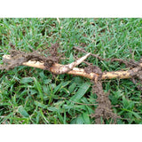 Bamboo, Live root MOSO Live Bamboo Root 6pc per order, 5 in or longer.
