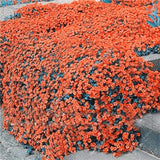 YEGAOL Garden 100Pcs Orange Creeping Thyme Seeds Non-GMO Perennial Fragrant Low Maintenance Herb Seeds Home Garden Backyard Plant