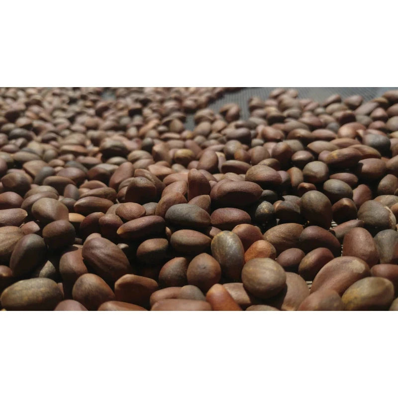 Grand Canyon Silver New Mexico Piñon, Pinon Pine Nuts, 2024 Harvest, 8oz ~ Roasted & Salted