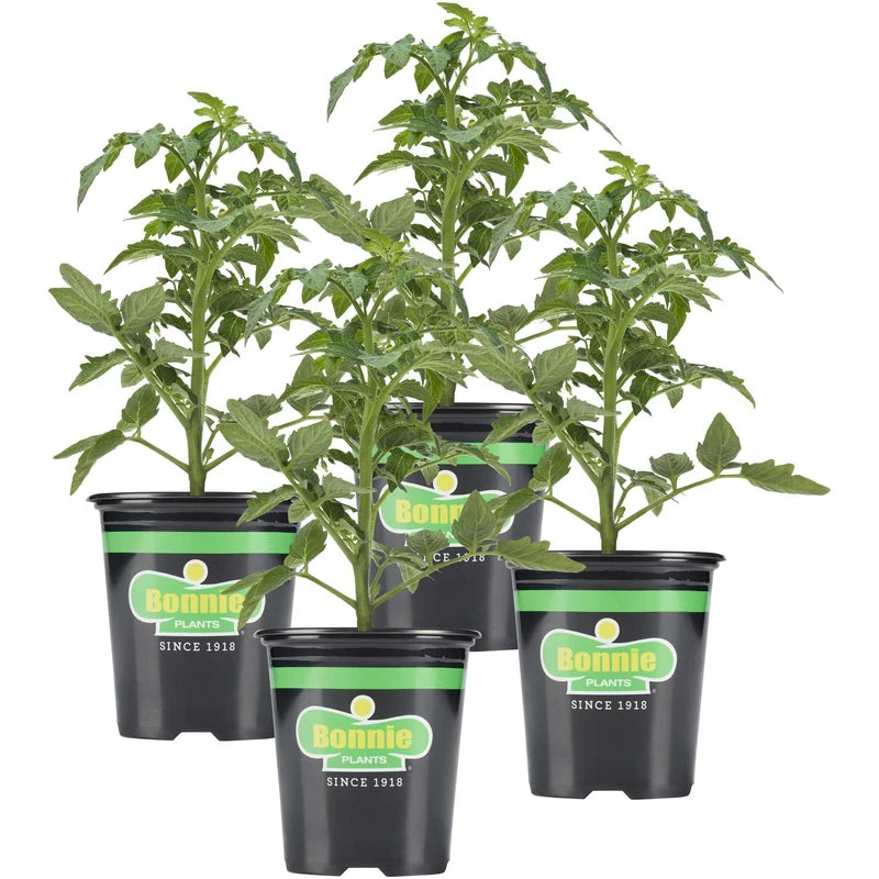 Bonnie Plants Bonnie Original Tomato Live Vegetable Plants - 4 Pack, Disease Resistant, 6 - 8 oz. Fruit Size, Great for Slicing